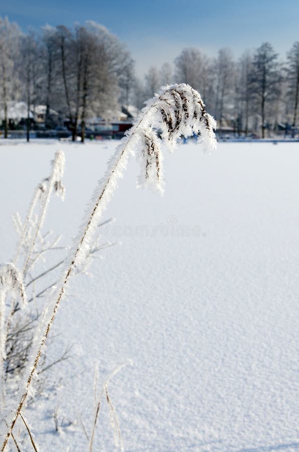 Frozen reed plant