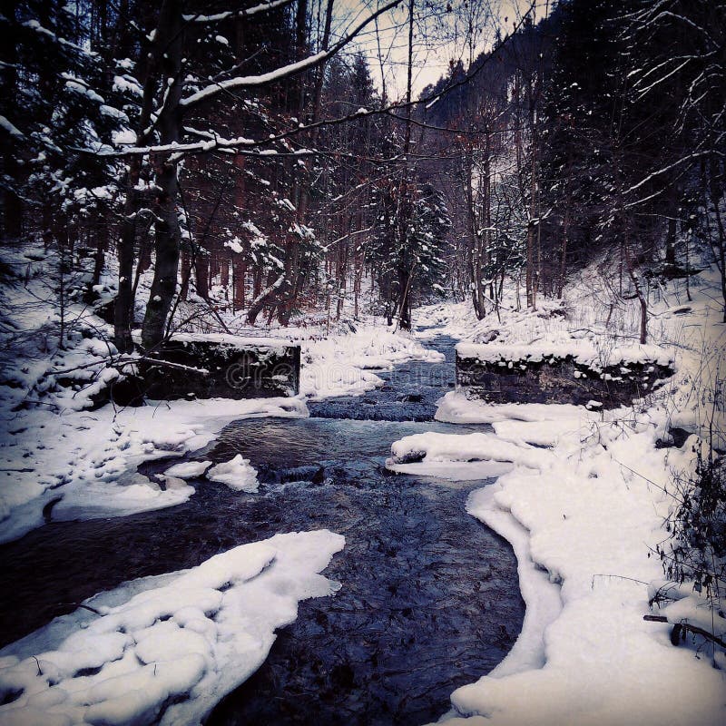 Frozen river in forest