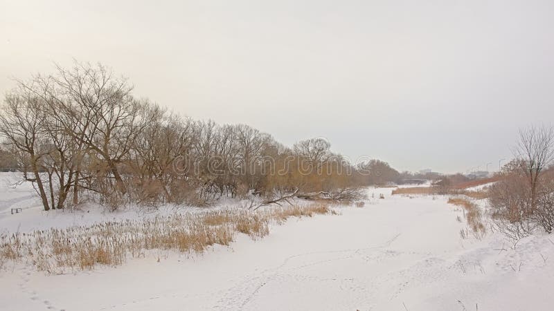 Frozen river with reed and bare trees and shrubs in Gatineau royalty free stock photos