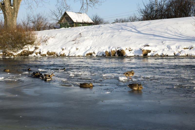 Frozen river with duck birds on the stream of water covered by snow and ice.