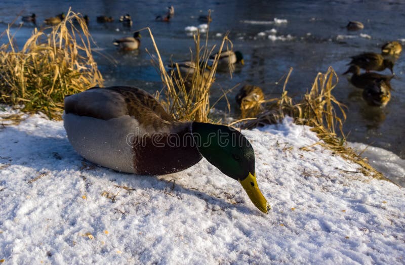 Frozen river with duck birds on the stream of water covered by snow and ice.