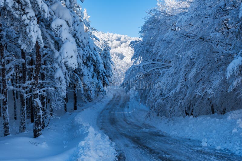 Frozen Road Crossing a Snowy Forest Stock Image Image of scots