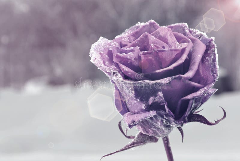 Frozen Rose Stock Photo Image Of Bristle Hairstyle 35209300