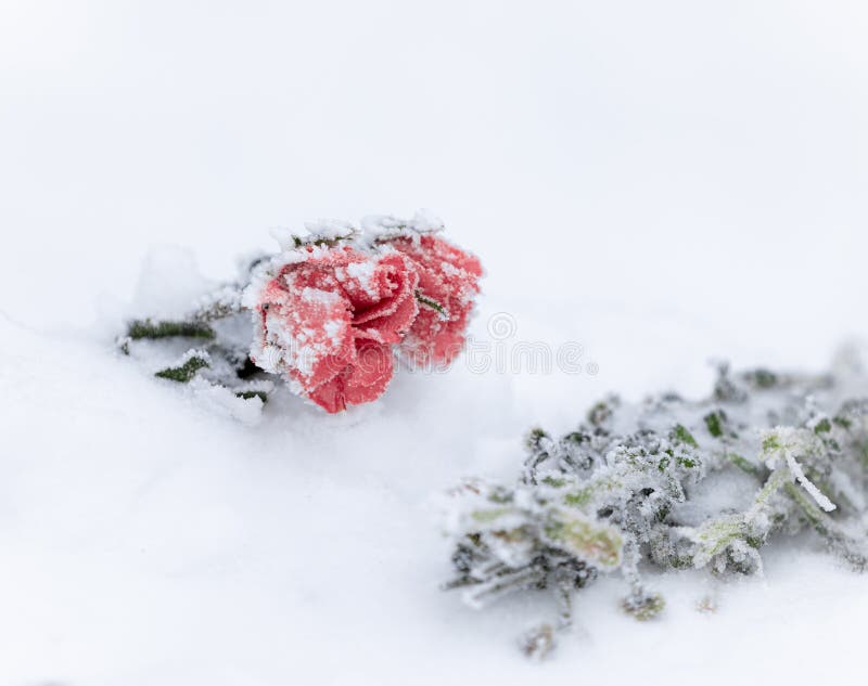 Frozen Rose Flower and Green Branches Stock Photo - Image of white ...