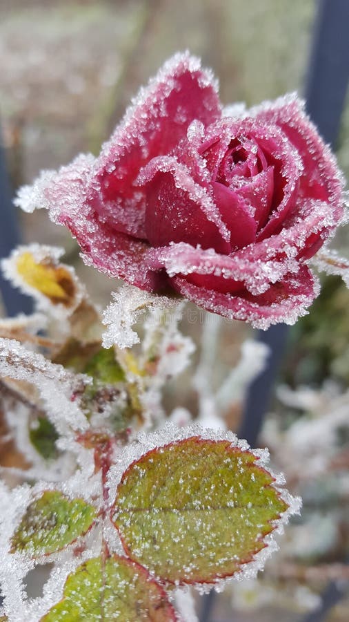 Frozen Rose Stock Image Image Of Winter Nature Rose 86645353