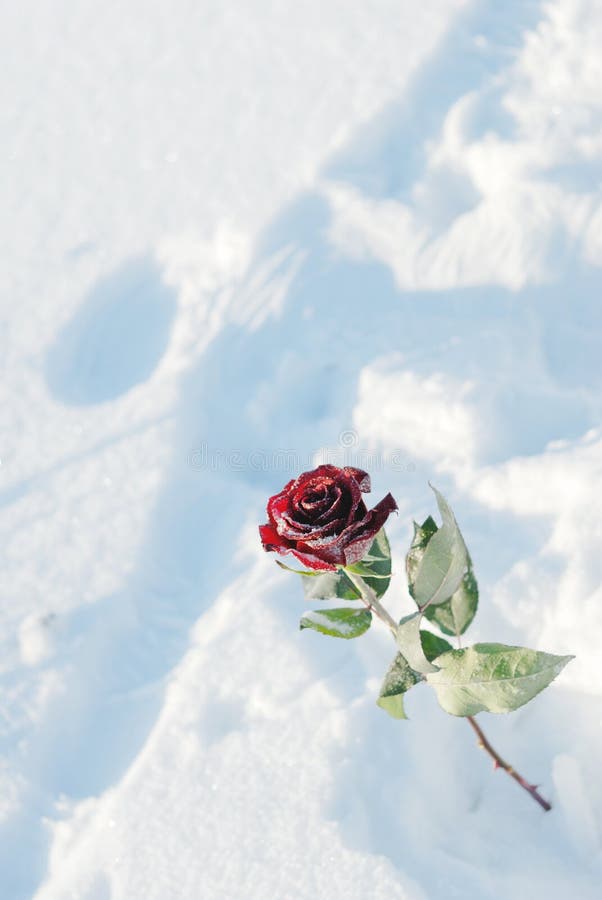 Red Rose in snow stock photo. Image of valentine, love - 17325322