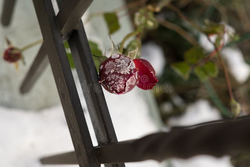Zmrazené růže a rostlina pokrytá sněhem a ledem v zimě.