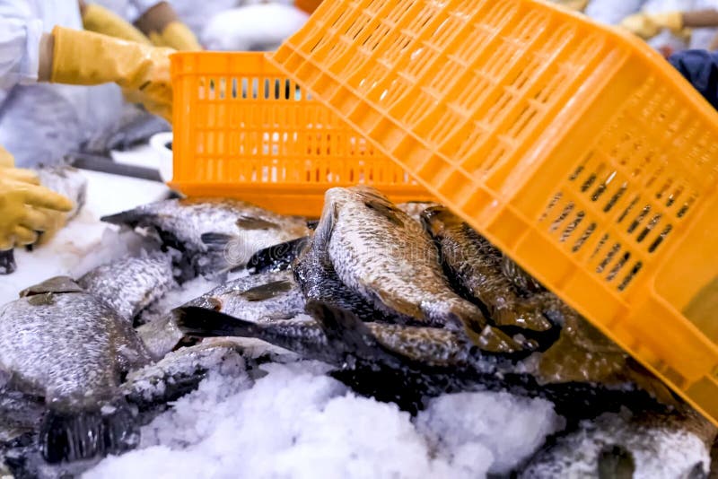 Frozen Salmon in Warehouse in the Refrigerator. Salmon Fish Stock Photo