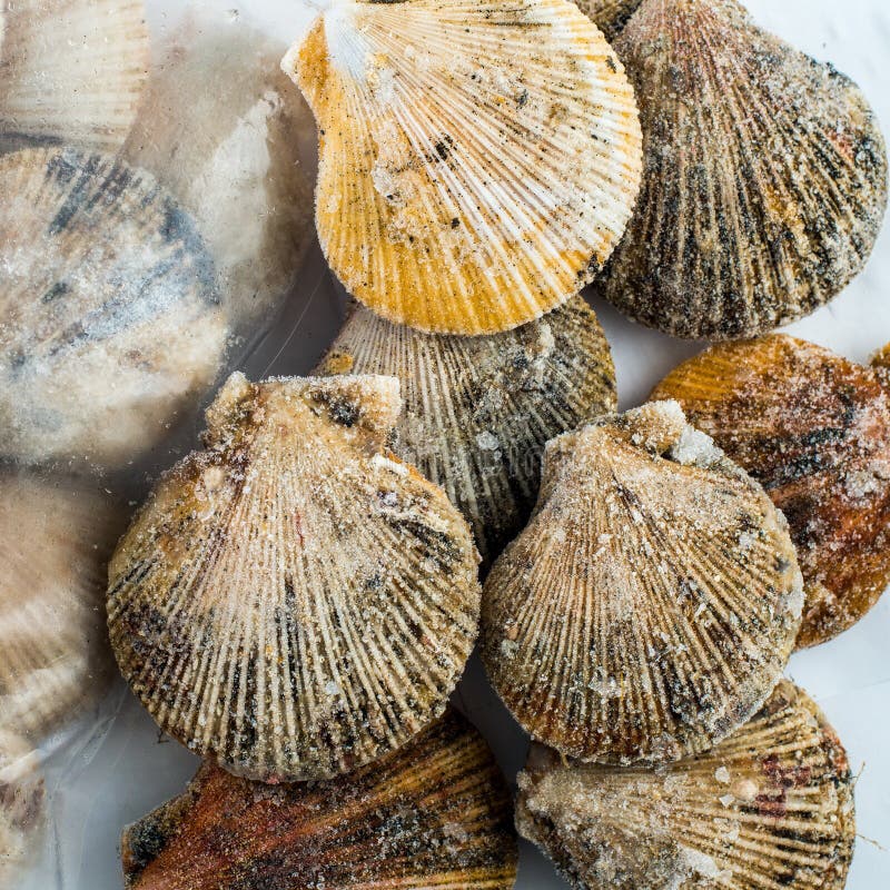 Frozen scallop shells stock image. Image of dish, fishy 63306407