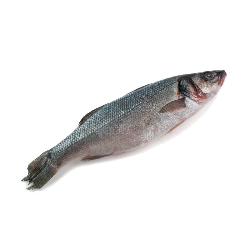 Frozen Sea Bass. White Background. Isolated Stock Photo Image of frozen, bass 208736148