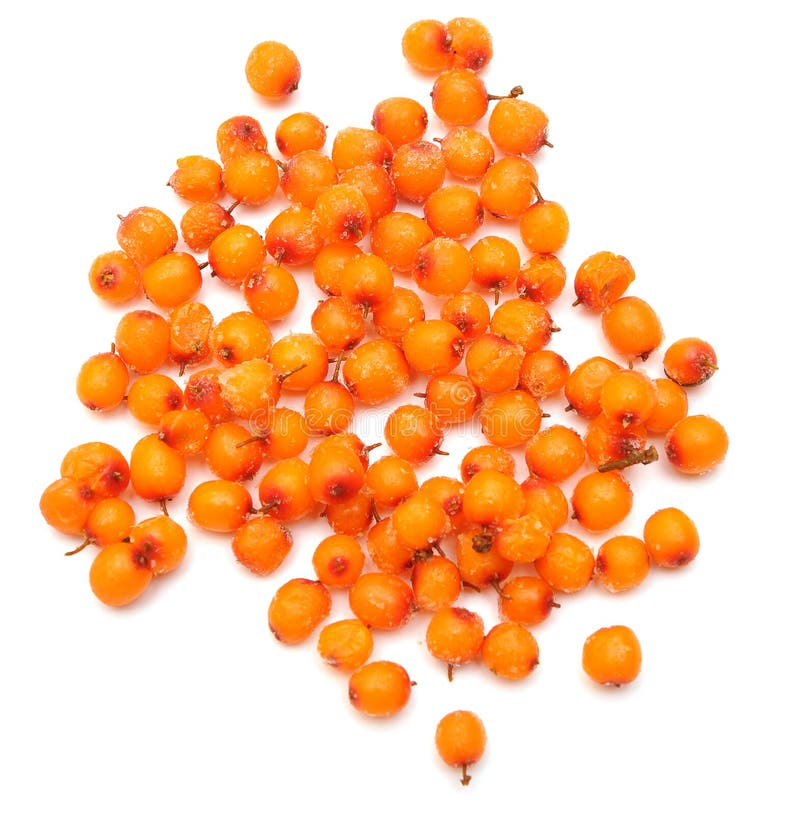 Frozen Sea Buckthorn Picture. Image: 17605349