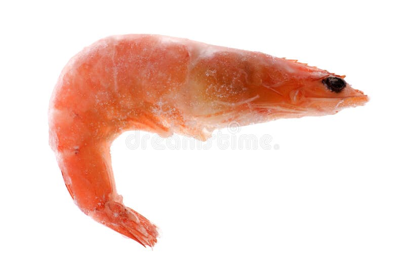 Frozen shrimp stock photo. Image of white, cooked, diet 11725586
