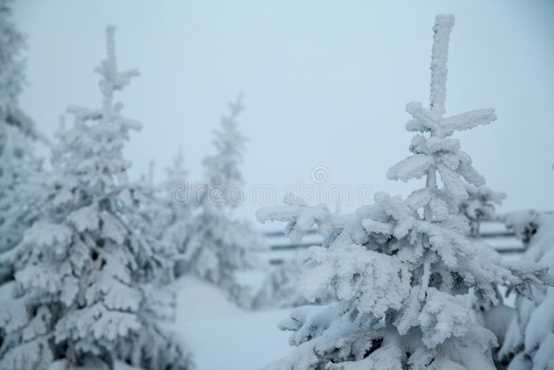 Notte Polare Congelata Nella Tundra Coperta Di Gelo Con Foresta Coperta Di  Neve E Strada Immagine Stock - Immagine di nave, bordo: 230029049