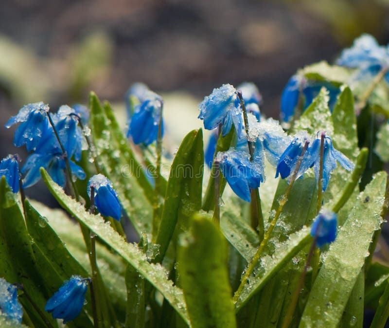 Frozen spring flowers