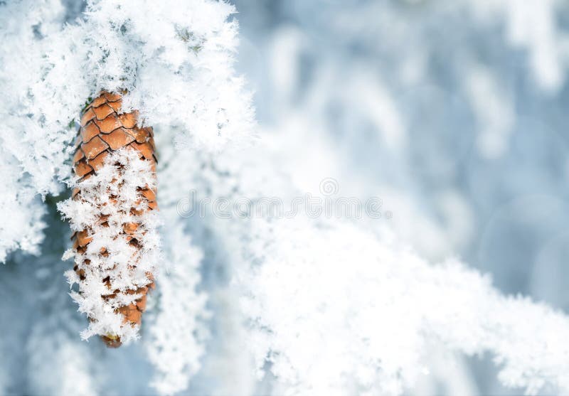 Frozen spruce branch with cone close up.