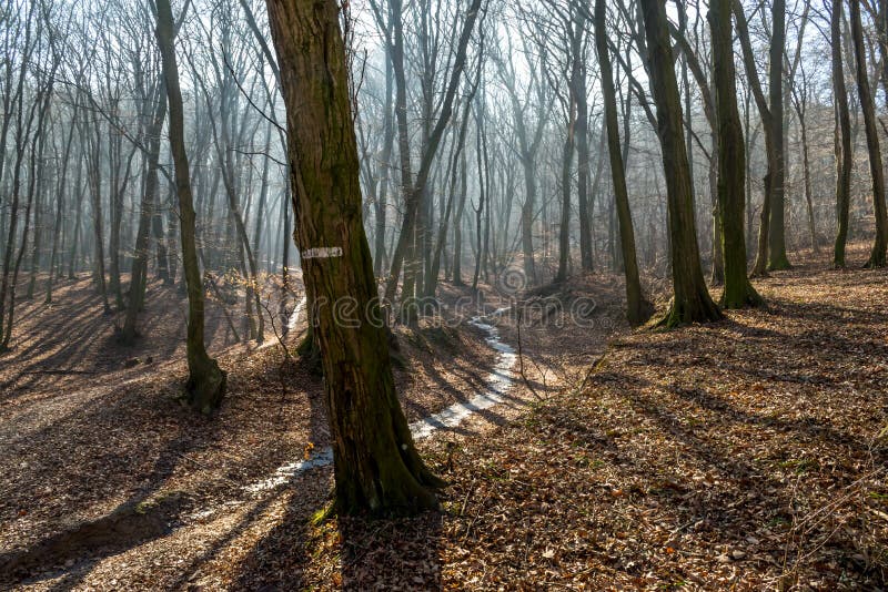 Frozen stream in huge trough in forest in late february winter with fog, sun beams and long tree shadows