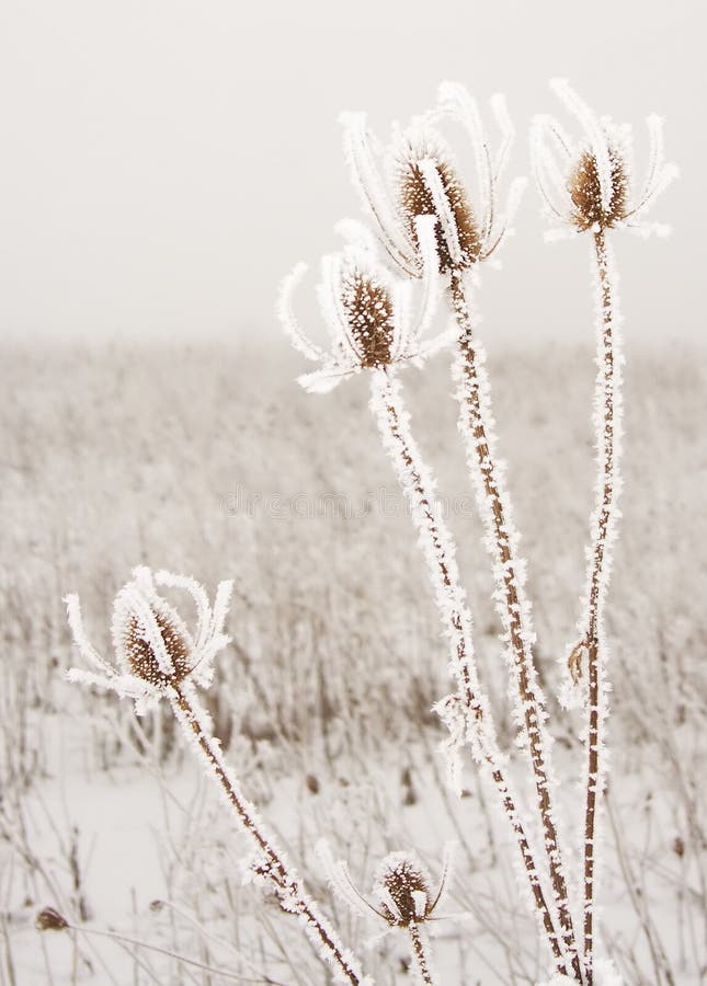 Frozen thorns