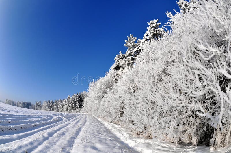 Frozen tree royalty free stock image