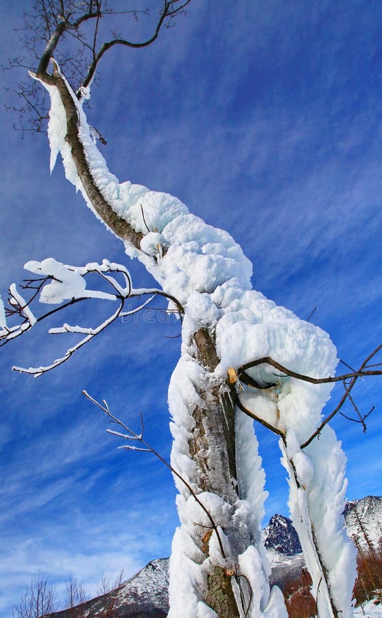 Frozen tree