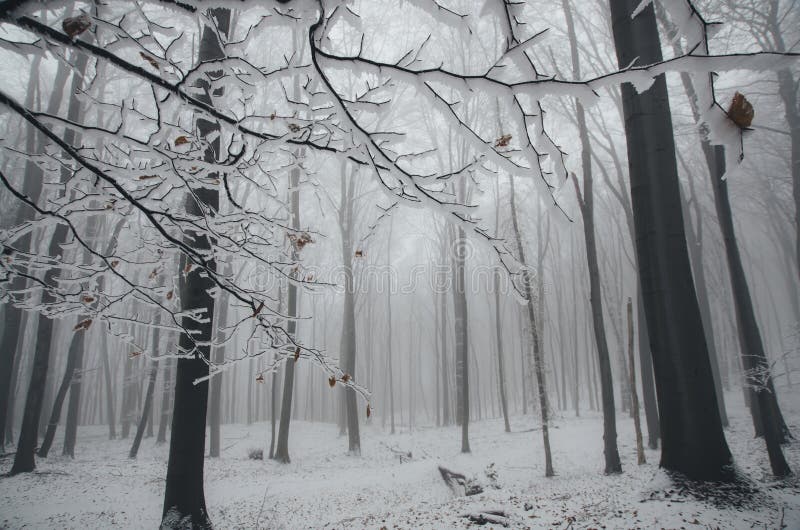 Frozen tree branch in winter in fantasy forest with snow