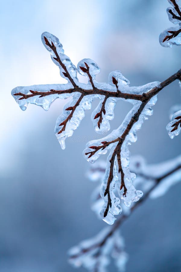 Frozen Tree after Icy Rain