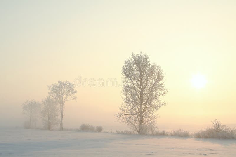 frozen tree on a snowy field illuminated by the rising sun in foggy winter weather at end of december frosted trees during sunrise