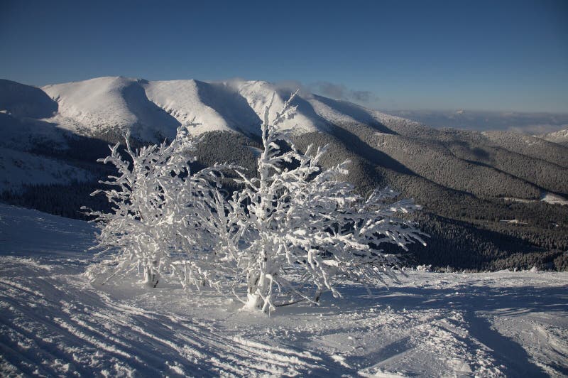 Frozen trees