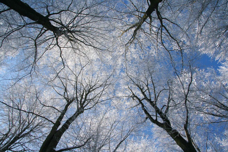 Frozen trees royalty free stock images Frozen trees royalty free stock images
