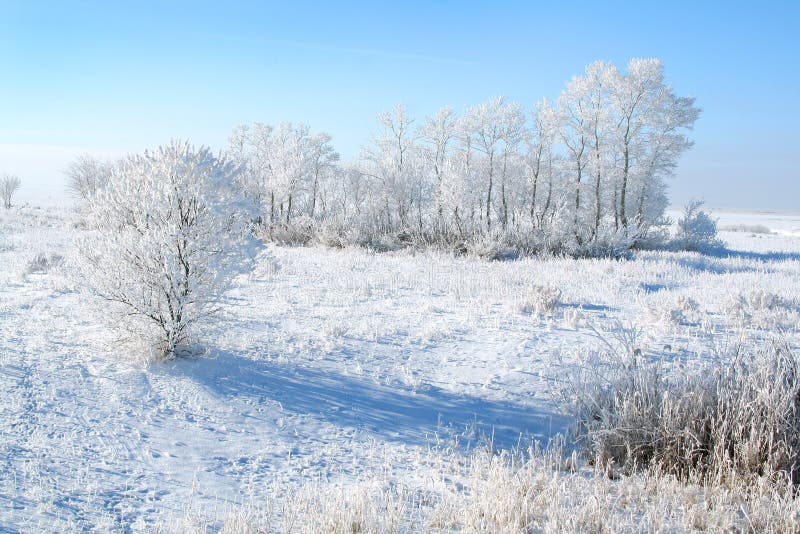 Frozen trees