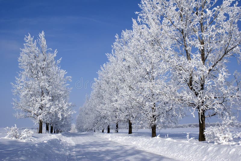 Frozen trees on road to krushuna