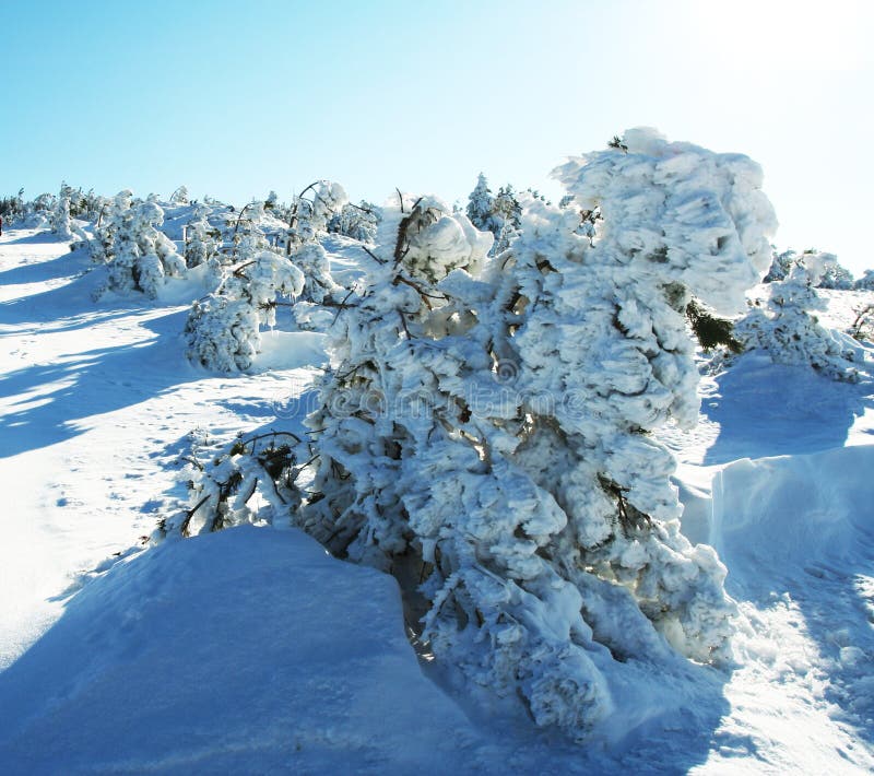 Frozen trees stock photo. Image of nature, christmas, frosty 6981328