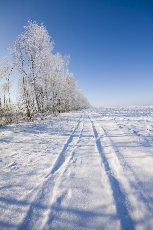 Frozen trees