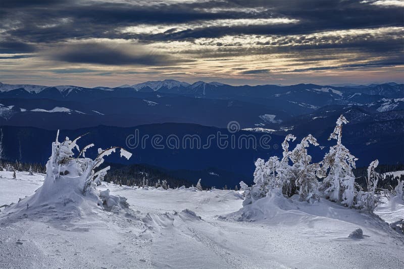 Frozen trees on Montenegrin ridge