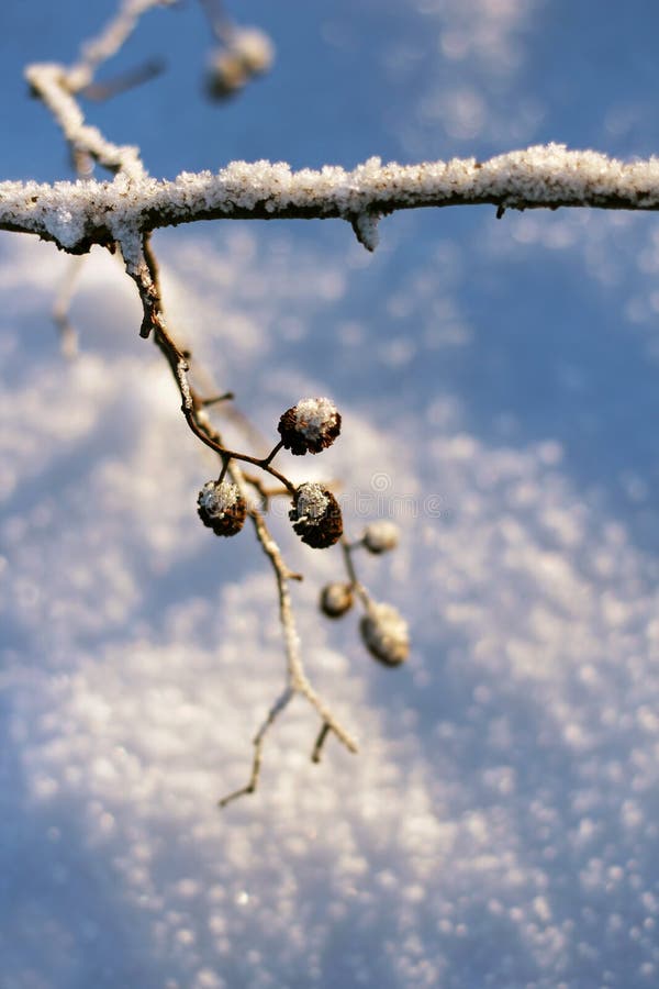 Frozen Twig, Winter Season Concept Stock Photo - Image of temperature ...