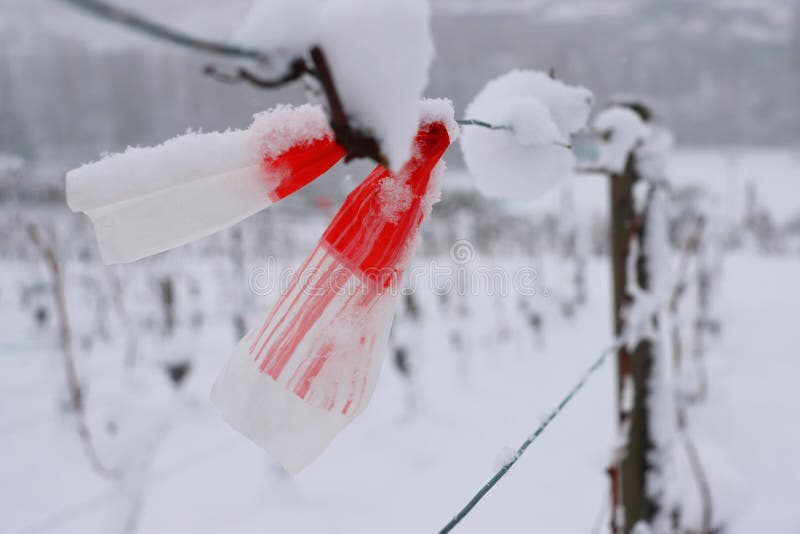 Mrazené vinice na zasnežený v zime.