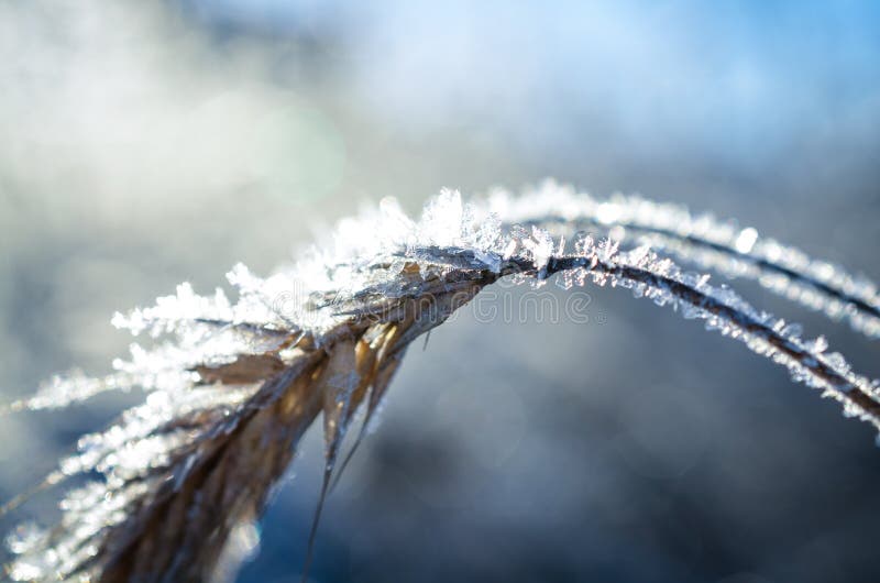 Frozen Wheat Grown with Ice Crystals Stock Image Image of nature