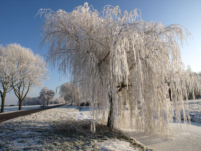 Zblízka mrazených willow tree v zimných vidieckej krajiny.