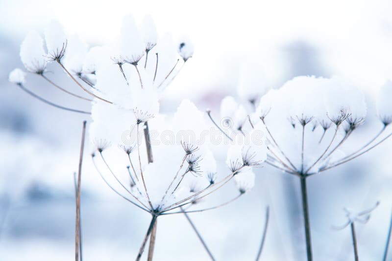 Frozen flower stock photo. Image of tone, freeze, snowflake - 11651132