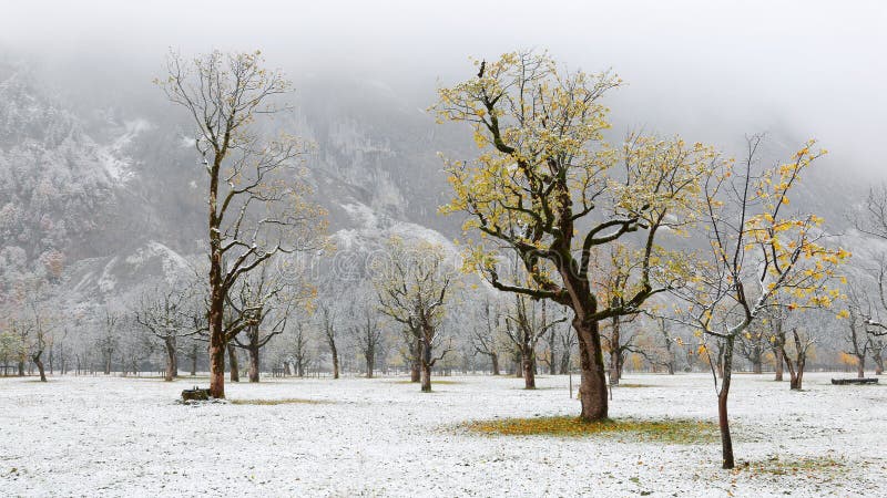 Frozen world~ Snow covered maple trees standing on the meadow