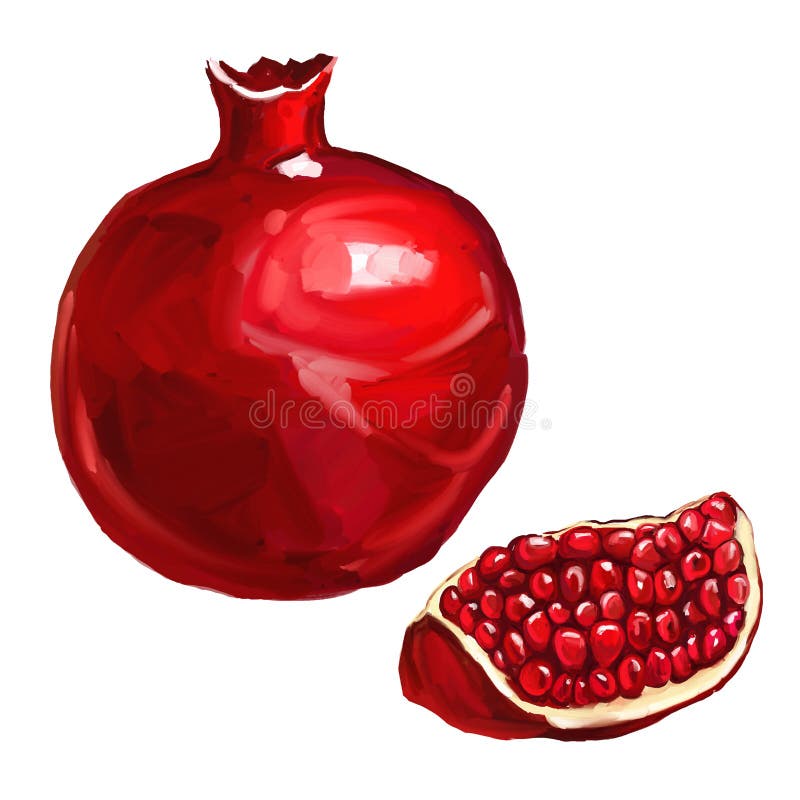 Fruchtgranatapfelvektor-Illustrationshand gezeichnet. Die gezeichnete Fruchtgranatapfelvektor-Illustrationshand malte watercol