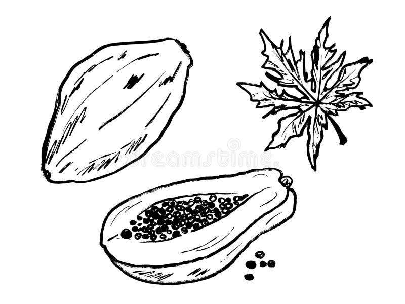 Fruct de Papaya, semiunizat integral, tăiat cu semințe și frunze în textura tușului de pensulă neagră, izolate pe alb. Vector dese vector illustration