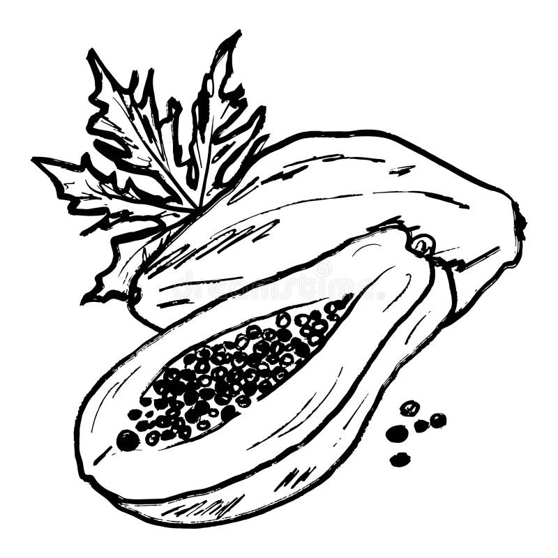Fruct de Papaya, semiunizat integral, tăiat cu semințe și frunze în textura tușului de pensulă neagră, izolate pe alb. Vector dese royalty free illustration