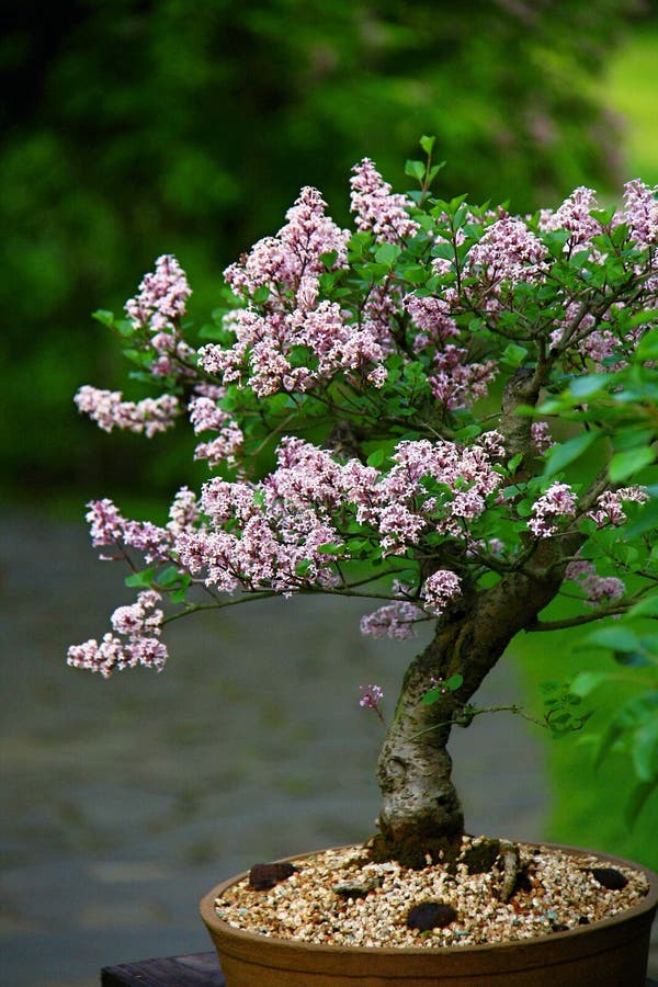 Lilac bonsai in blom stock photo. Image of nature, bloom 2631738