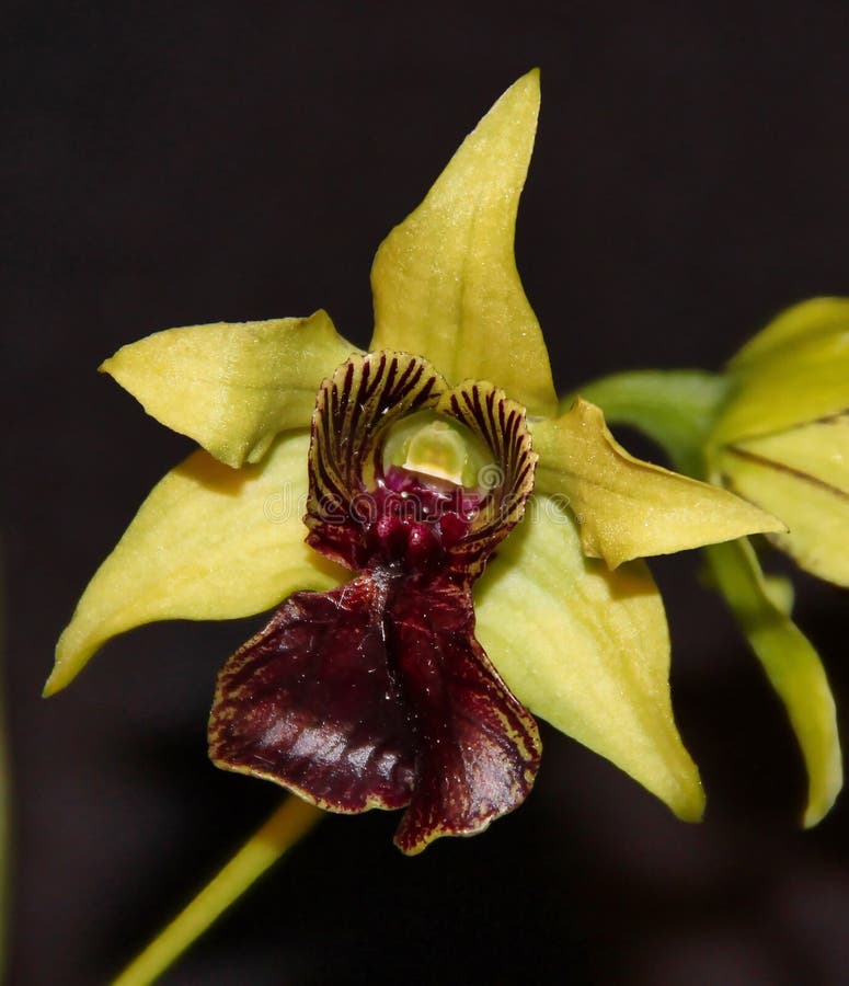 Fructul verde strălucitor al orhideelor Dendrobium. royalty free stock photos