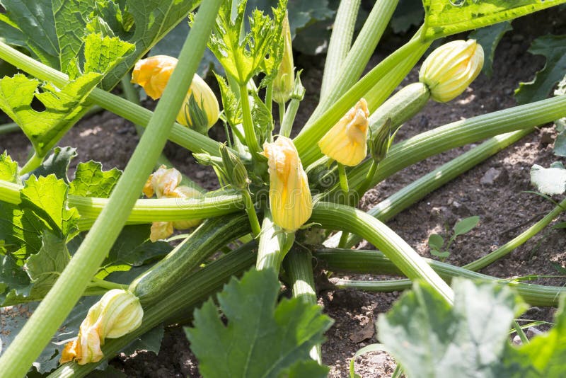 Squash Plant in the Vegetable Garden Stock Photo Image of fruits, food 86390470