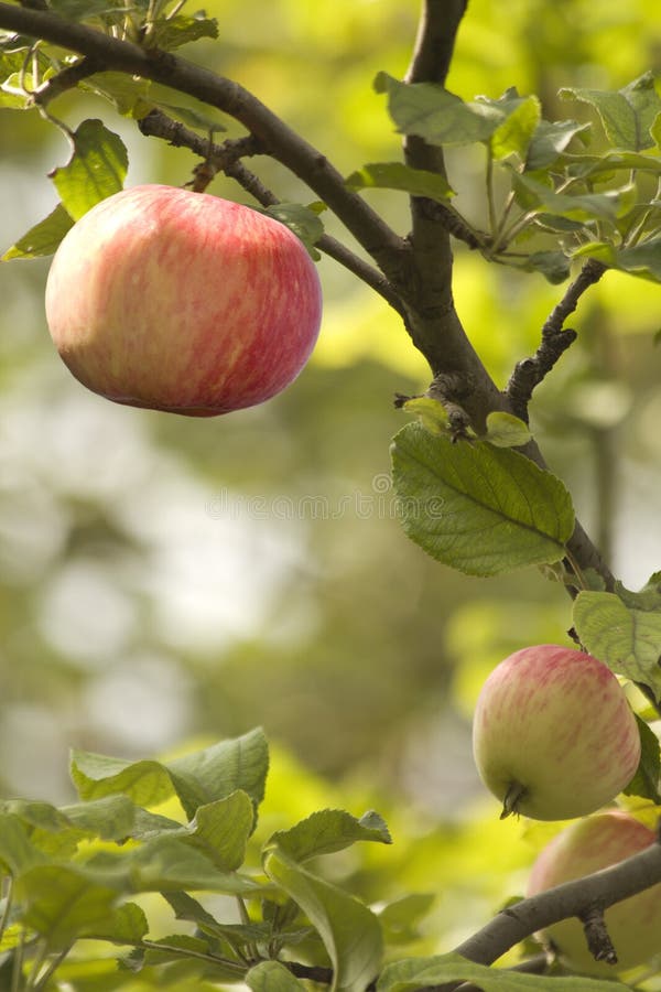 Fruit apple red tree