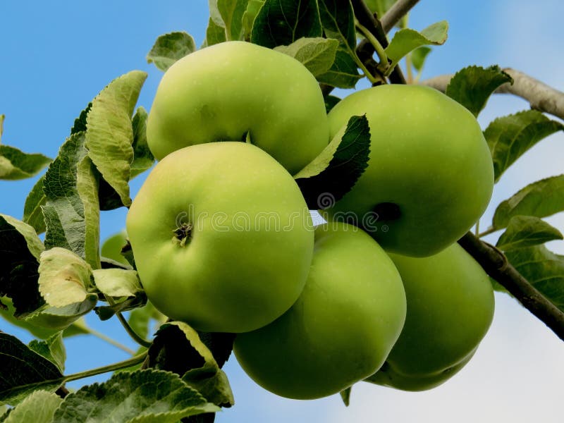 Fruit, Apple, Fruit Tree, Granny Smith Picture. Image 100342179