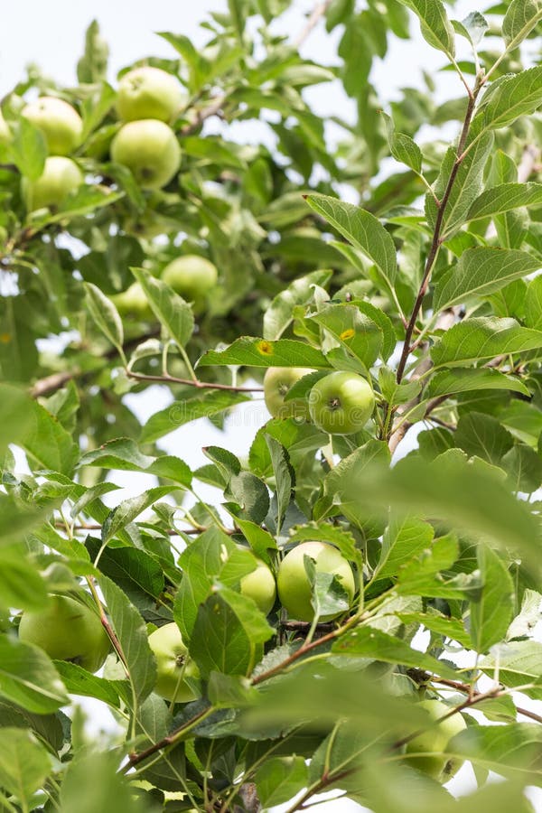 The Fruit of the Apple Tree Stock Image Image of nature, organic