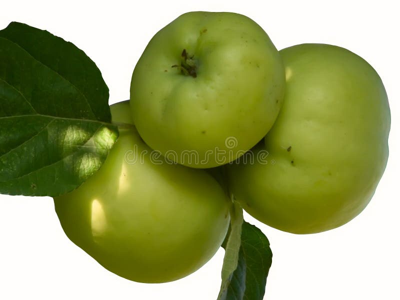 Fruit apples green stock images