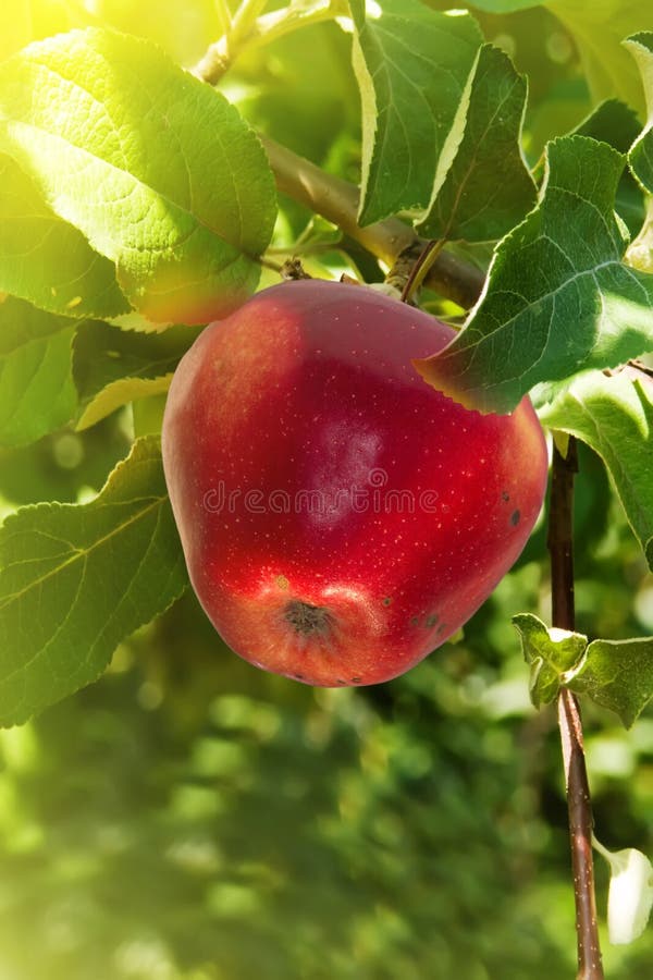 Fruit apples red tree